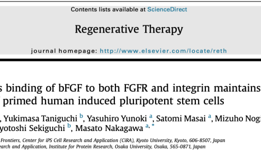 [論文発表] ヒト多能性幹細胞におけるbFGFの役割